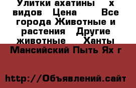 Улитки ахатины  2-х видов › Цена ­ 0 - Все города Животные и растения » Другие животные   . Ханты-Мансийский,Пыть-Ях г.